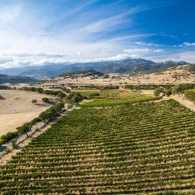 Taste Gallura: Try our products and discover our winery. - An honest look at what you can expect