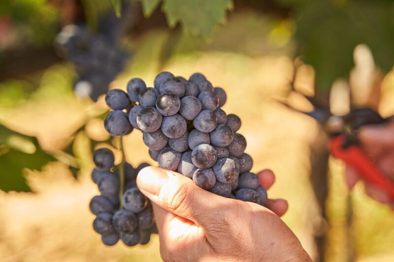 Tasting and Tour Vino Nobile di Montepulciano - The Setting and the Vineyard