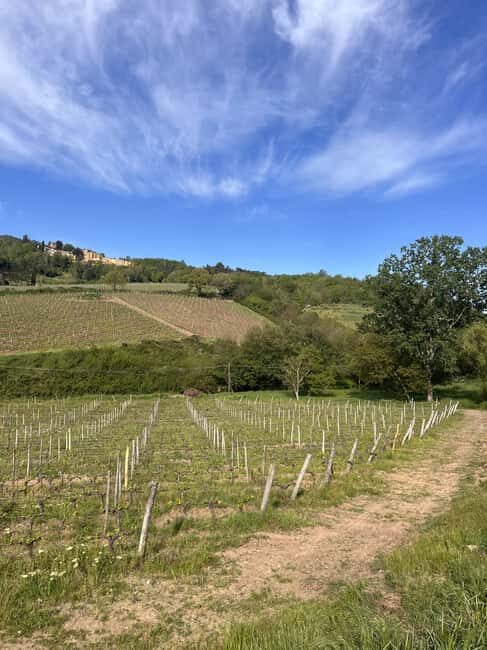 Tasting in a Tuscan Vineyard with transfer from Pisa - The Experience in Detail
