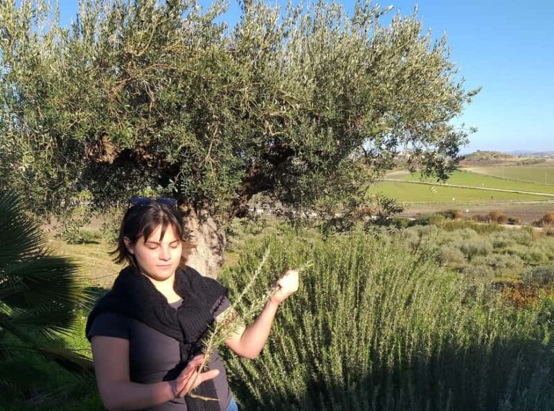 Tasting of EVO Wines and Oil in the countryside of Agrigento - Key Points