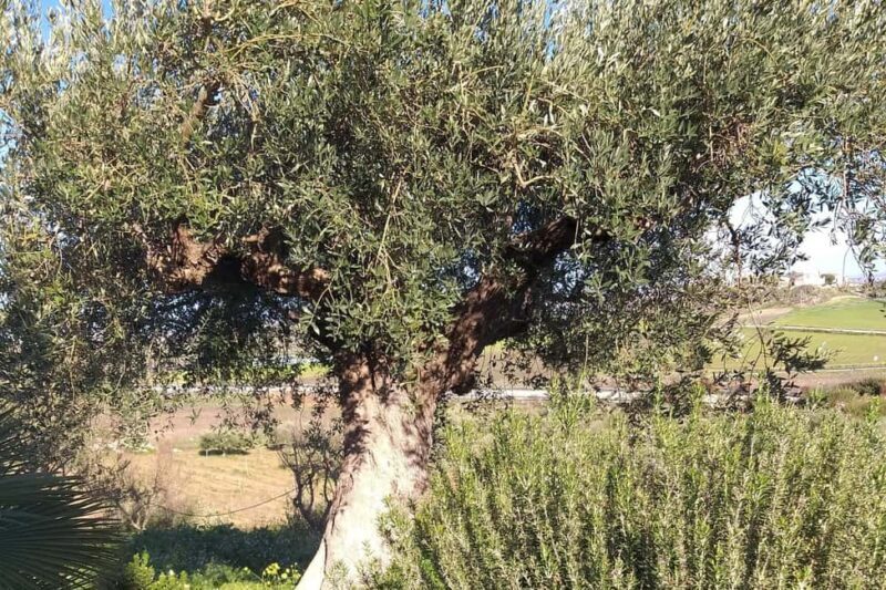 Tasting of EVO Wines and Oil in the countryside of Agrigento - A Closer Look at the Experience