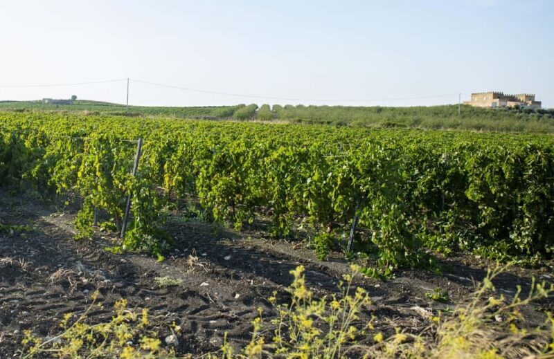 Tasting of EVO Wines and Oil in the countryside of Agrigento - Practical Details and Considerations