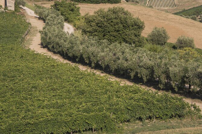 Tasting of Rosso Piceno DOC Superiore - Villa Pigna winery - A Closer Look at the Rosso Piceno DOC Superiore Tasting at Villa Pigna