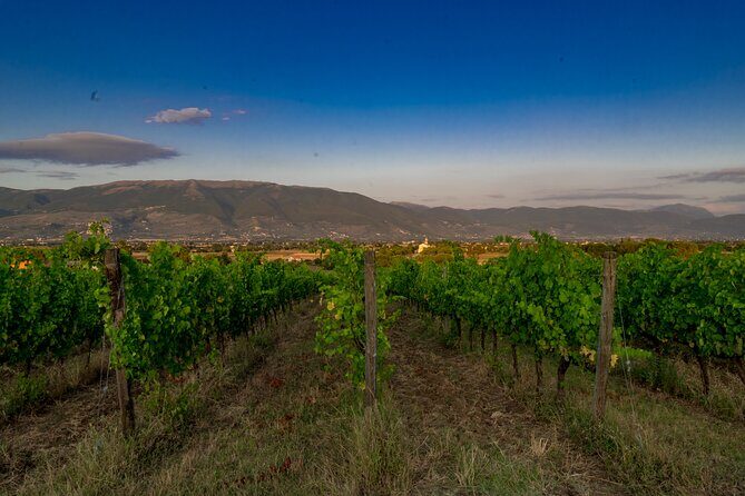 TASTING Selection of 3 wines in Montefalco - A Closer Look at the Experience in Montefalco