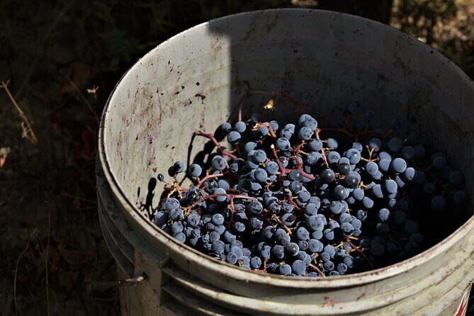 Tasting Selection of 4 wines in Montefalco - The Experience and Atmosphere