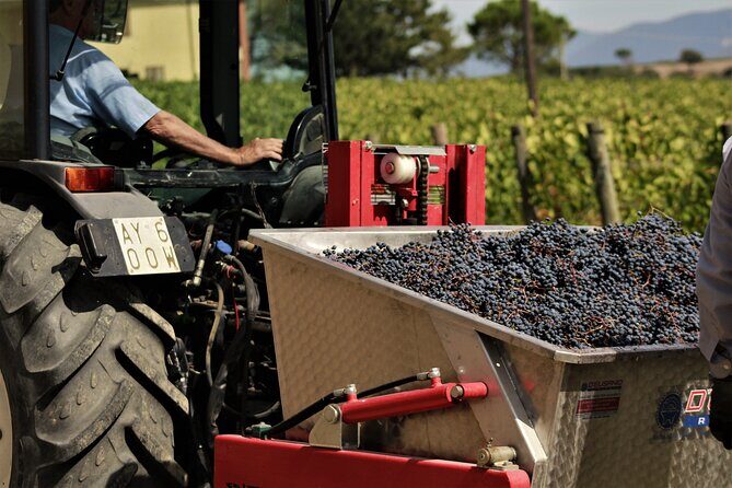 Tasting Selection of 4 wines in Montefalco - Practical Details: Pricing, Duration, and Logistics