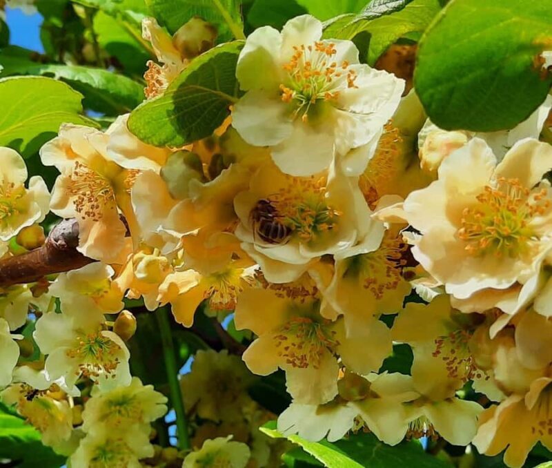 Tauranga: Kiwifruit Destination and Sights Shore Excursion - Who Will Love This Tour?