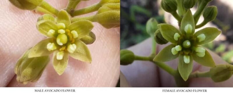 Tauranga: Kiwifruit Destination and Sights Shore Excursion - Final Thoughts