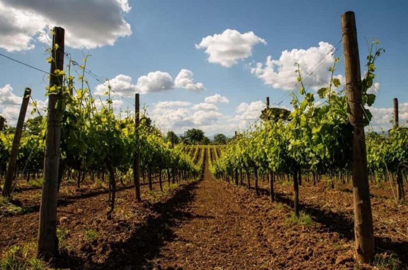 Taurasi Wine Journey: Taste DOCG Wines & Local Delights - Discovering Taurasi: The Heart of Irpinia