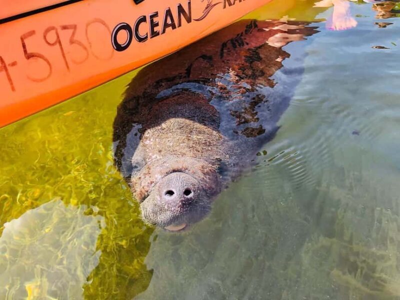 Tavernier, FL: Mangrove and Manatees Guided Kayak Eco Tour - Pricing and Value