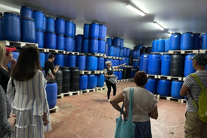 Tavira Olive Experience Factory Tour and Tasting - Key Points