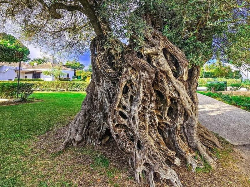 Tavira, Santa Luzia & Wine Tasting - FAQs