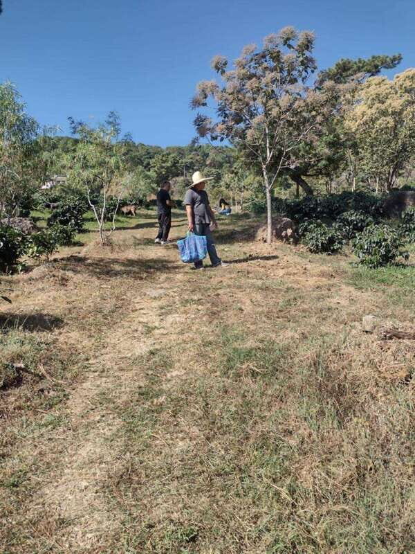 Taxco: Organic Coffee Garden Experience - What You Can Expect From the Tour