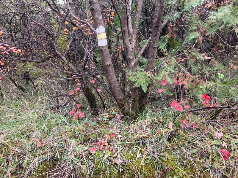 Tbilisi: Delightful Trail over the City - Practical Details & Value