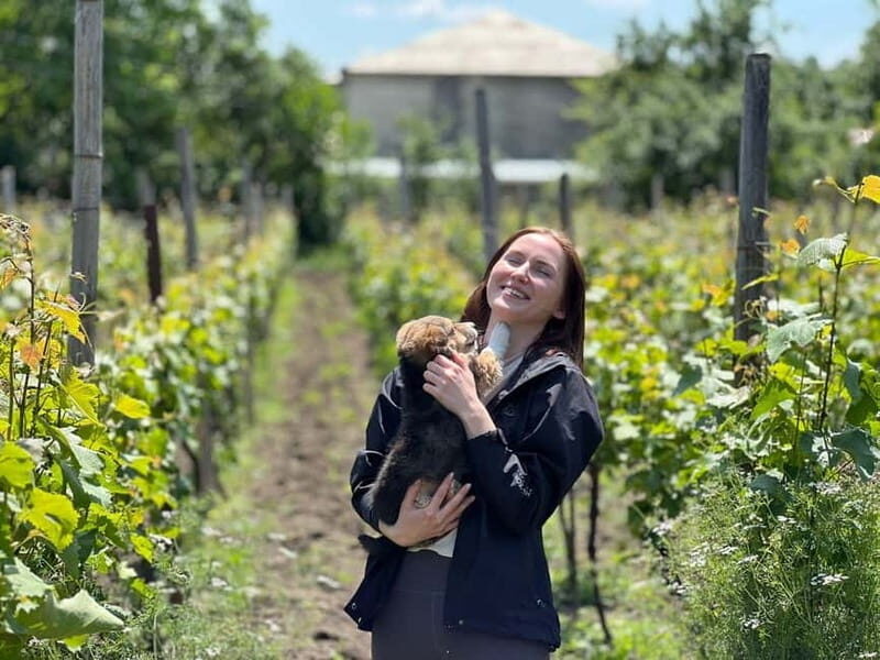 Tbilisi: Kakheti Private Wine Tour with Family Lunch - At the Heart of Kakheti: The Winery Experience