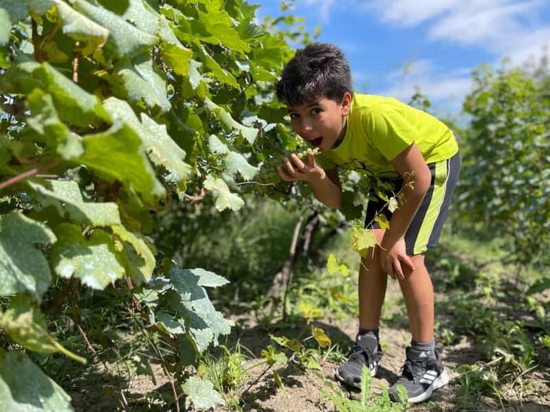 Tbilisi: Kakheti Private Wine Tour with Family Lunch - FAQs