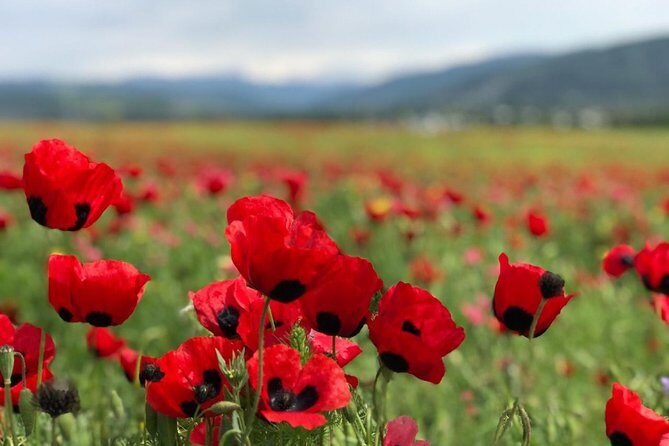 Tbilisi & Mtskheta bus tour hop on hop off - The Itinerary and What You Can Expect