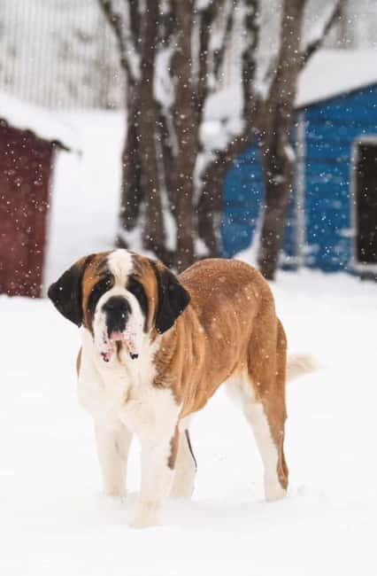 Tbilisi: Sabaduri Forest & Chronicles Tour With Wildlife - Who Is This Tour Best For?