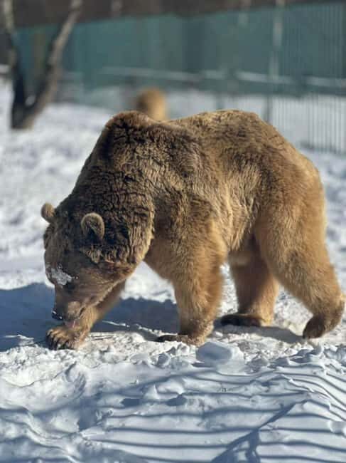 Tbilisi: Sabaduri Forest & Chronicles Tour With Wildlife - FAQ
