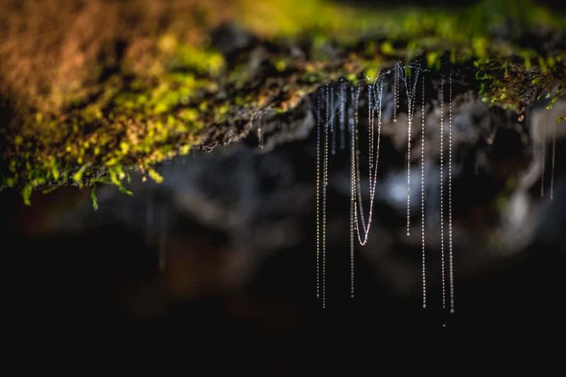 Te Anau: Glowworm Caves Guided Tour - What “optional forest experience” means in the plan