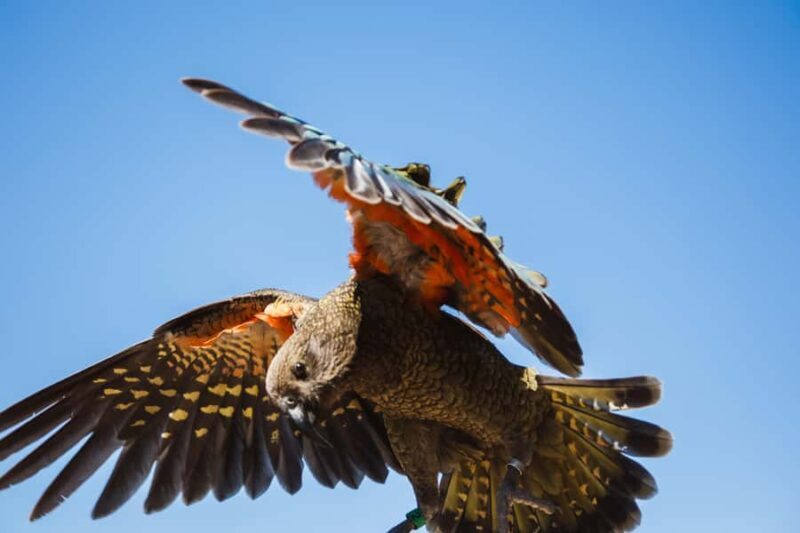 Te Anau: Kepler Track Helicopter Hike with Boat Ride - FAQs