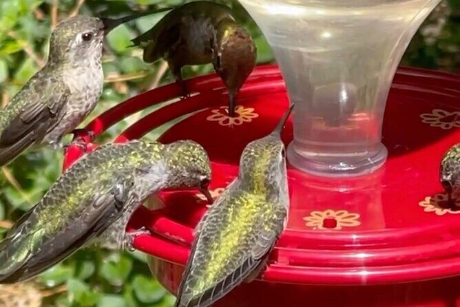 Tea with hummingbirds at a Hummingbird Sanctuary - Key Points