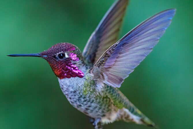 Tea with hummingbirds at a Hummingbird Sanctuary - The Itinerary: What to Expect During Your Hour