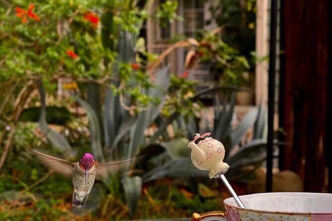 Tea with hummingbirds at a Hummingbird Sanctuary - The Experience from Other Visitors’ Perspectives