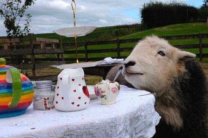 Tea with Naughty Sheep - A Closer Look at the Experience