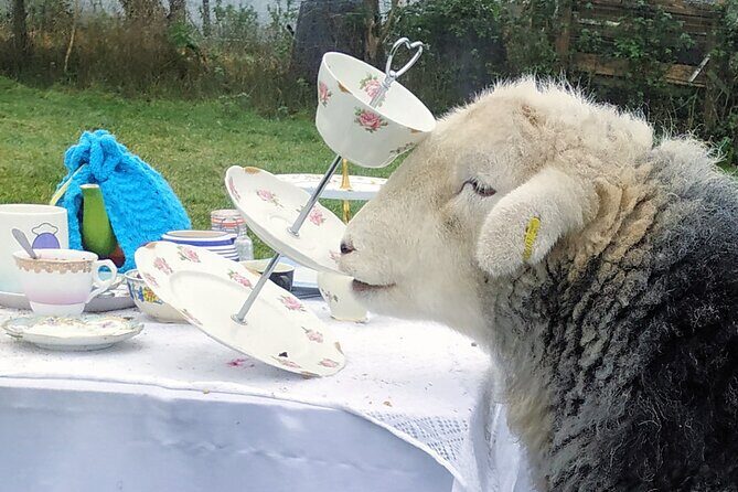 Tea with Naughty Sheep - FAQs