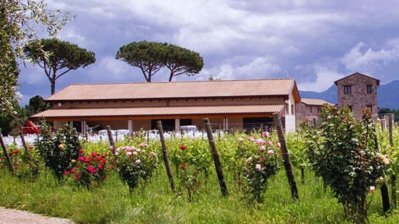 Teano: Biodynamic Wine Tasting with Tapas - Teano: Biodynamic Wine Tasting with Tapas