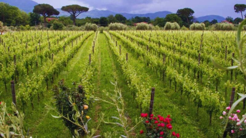 Teano: Biodynamic Wine Tasting with Tapas - Who Should Consider This Tour?