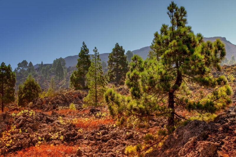 Teide: Guided Sunset & Stargazing Tour by Night with Dinner - The Experience: A Deep Dive