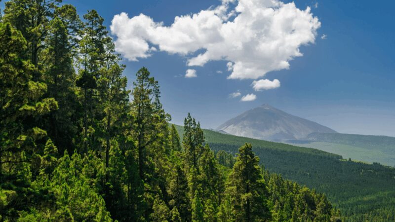 Teide National Park: Landscapes and Viewpoints Private Tour - Real Travelers’ Perspectives