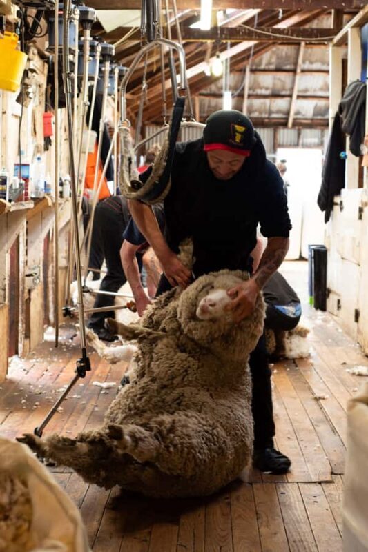 Tekapo: Merino Sheep Shearing and Sheepdog Demonstration - Key Points
