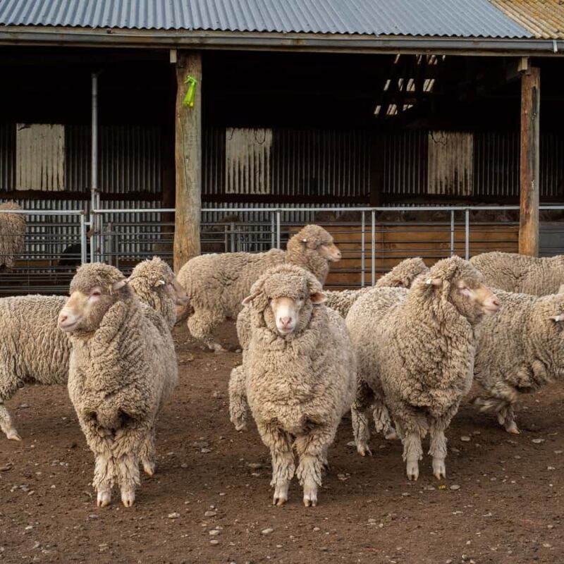 Tekapo: Merino Sheep Shearing and Sheepdog Demonstration - What to Expect from the Sheep Shearing and Sheepdog Demo