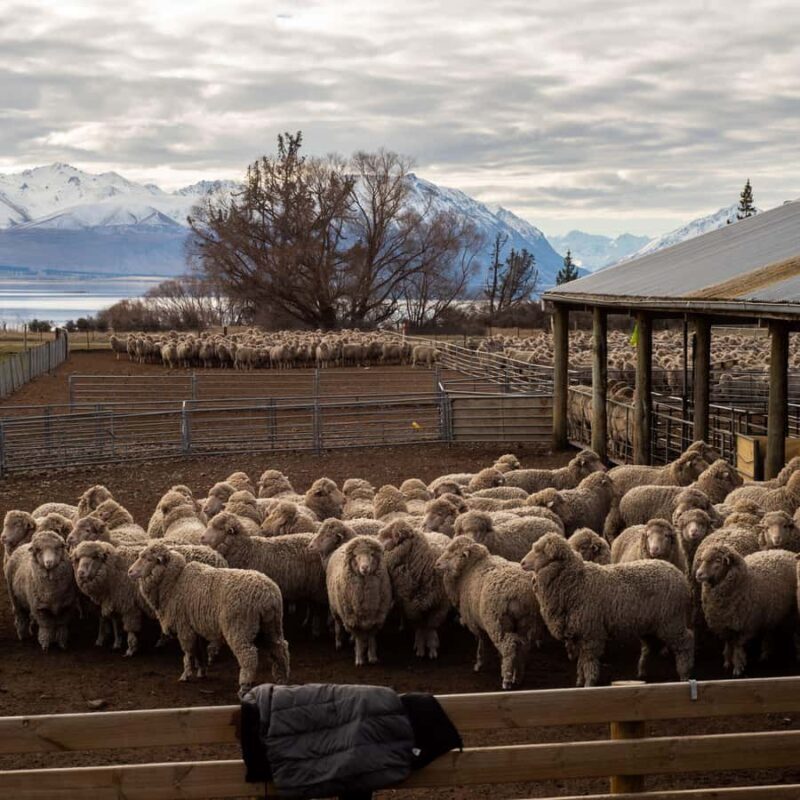 Tekapo: Merino Sheep Shearing and Sheepdog Demonstration - The Experience in Action: What Visitors Say