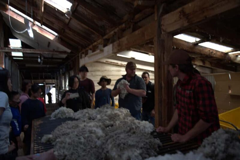 Tekapo: Merino Sheep Shearing and Sheepdog Demonstration - Final Thoughts: Who Is This Tour Best For?