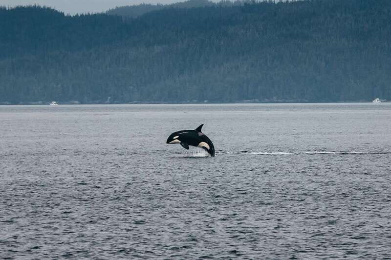 Telegraph Cove: Half-Day Kayaking Tour - Pricing and Value