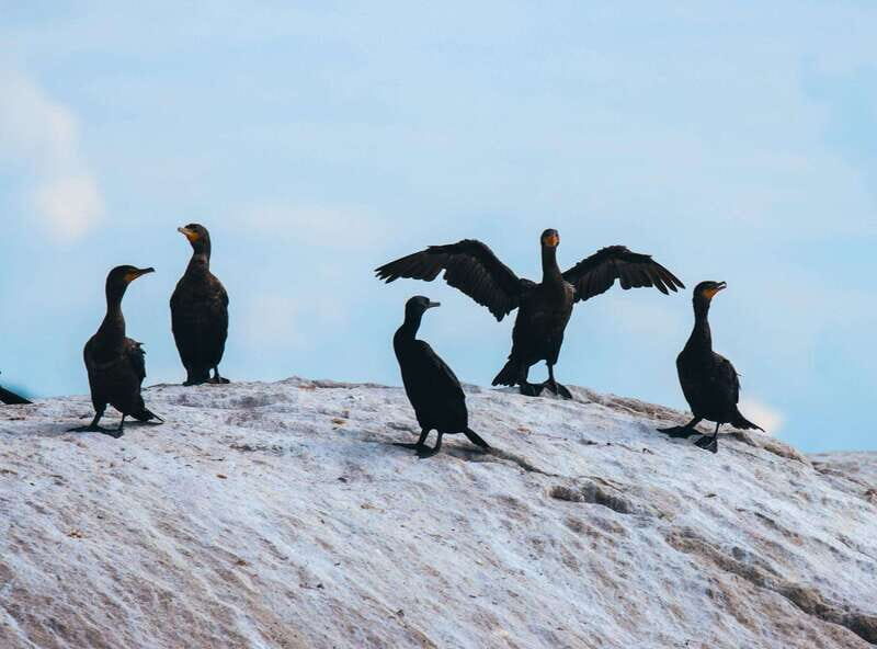 Telegraph Cove: Half-Day Kayaking Tour - What Travelers Are Saying