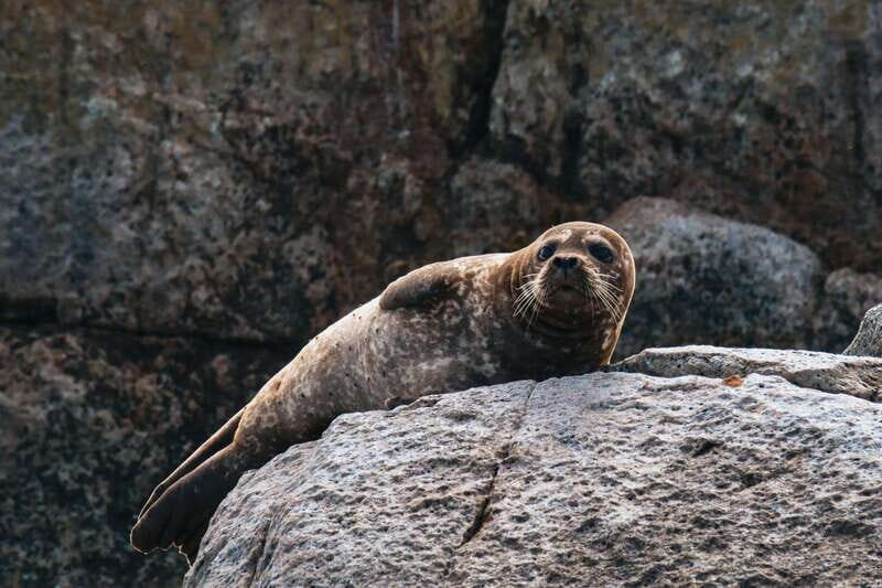 Telegraph Cove: Half-Day Kayaking Tour - Who Should Consider This Tour?