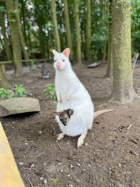 TELFORD: Hoo Zoo and Dinosaur World Entry Ticket - What You Can Expect from Your Visit