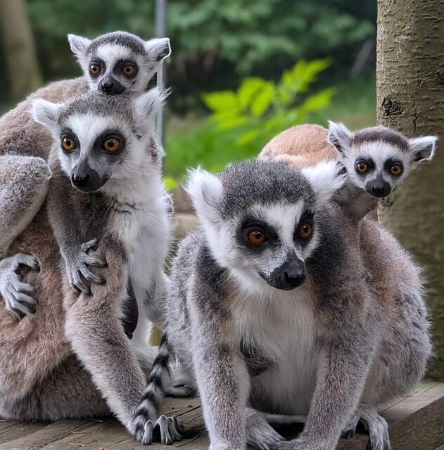 TELFORD: Hoo Zoo and Dinosaur World Entry Ticket - Final Thoughts: Is This Tour Right for You?