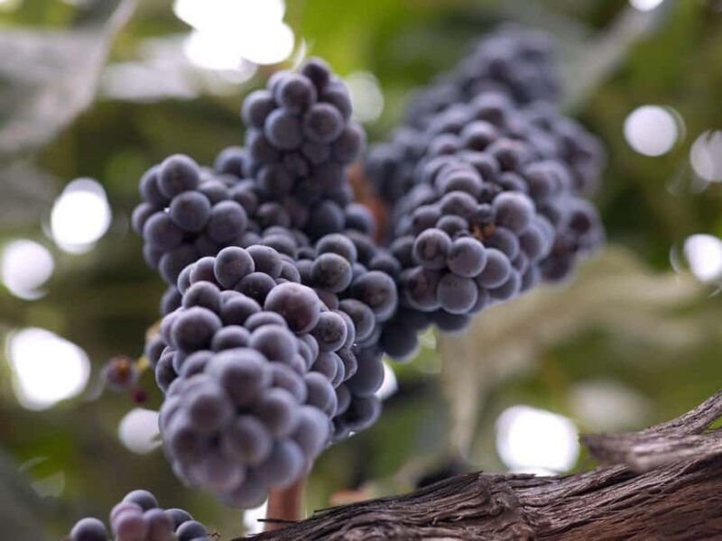 Temecula: 3-Winery Tour with Tastings and Lunch - What You Can Expect from the Tour