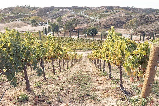 Temecula Valley Afternoon Wine Tour with Tastings and Cheeseboard - Frequently Asked Questions