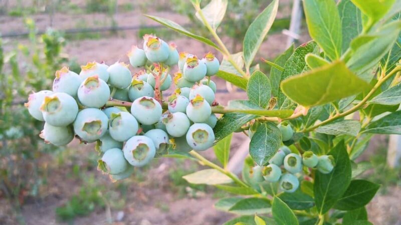 Tempio Pausania: Visit a Distillates Workshop with Tasting - Key Points