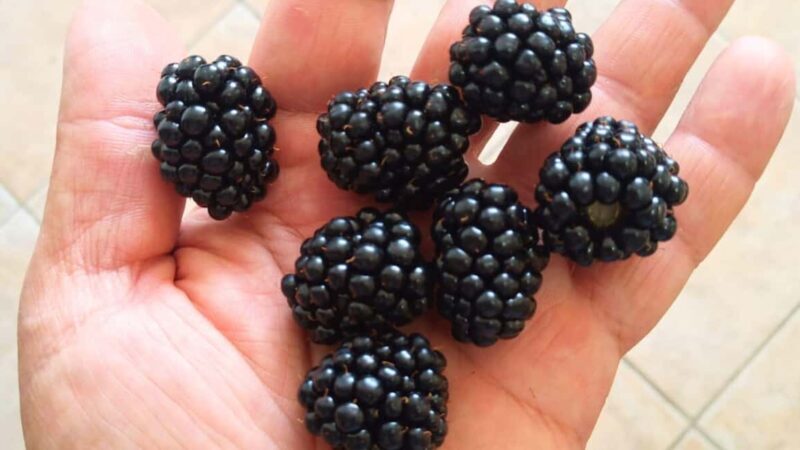 Tempio Pausania: Visit a Distillates Workshop with Tasting - Final Thoughts: Is It Worth It?