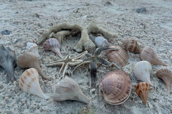 Ten Thousand Islands Sunset, Beach and Eco Tour - Value and Cost Analysis