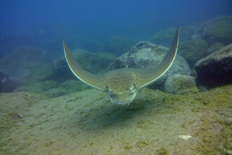 Tenerife: 2 Diving Sessions for Certified Divers - Who Will Love This Tour?
