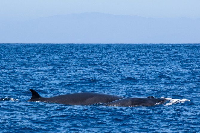 Tenerife 3-Hour Discover Whales and Dolphins - FAQ